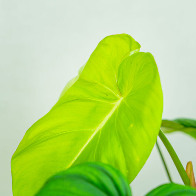 Philodendron-mcDowell