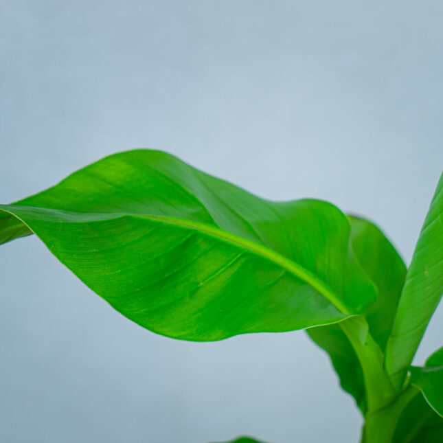 bananowiec-japonski-musa-basjoo bananowiec-japonski-musa-basjoo