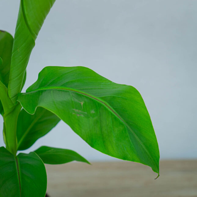 bananowiec-japonski-musa-basjoo bananowiec-japonski-musa-basjoo