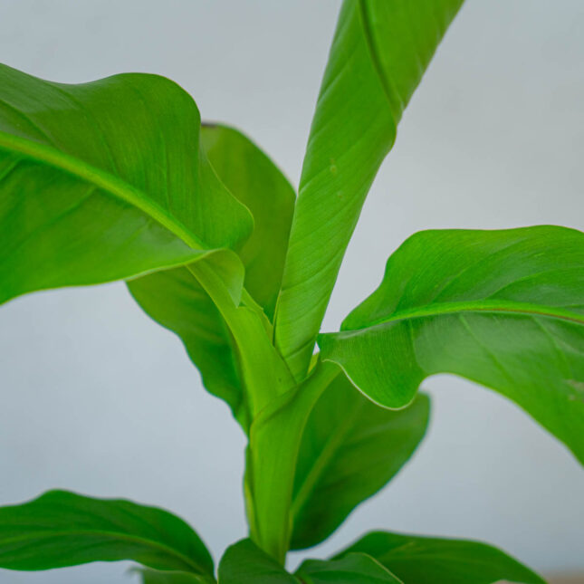 bananowiec-japonski-musa-basjoo bananowiec-japonski-musa-basjoo