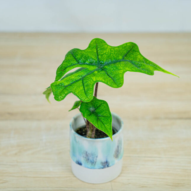 alokazja-jacklyn-baby alokazja-jacklyn-baby