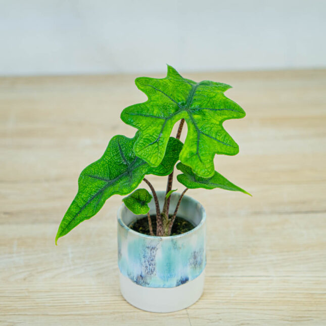 alokazja-jacklyn-baby alokazja-jacklyn-baby