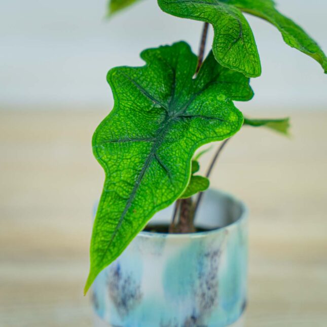 Mała Szklarnia Mała Szklarnia