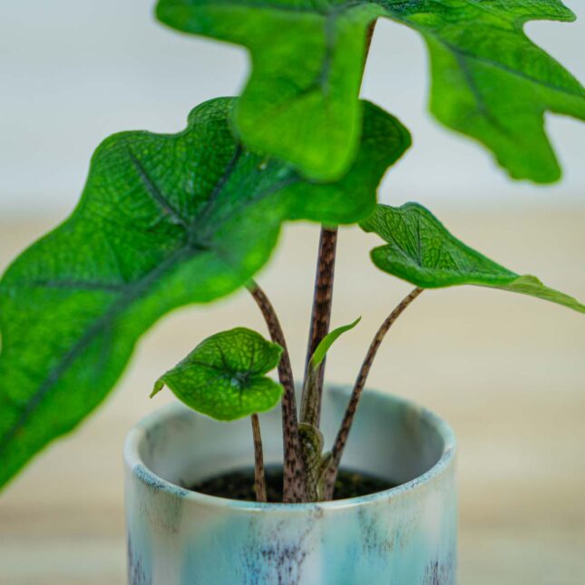 alokazja-jacklyn-baby alokazja-jacklyn-baby