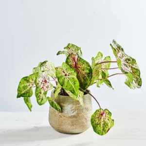 Caladium miss muffet