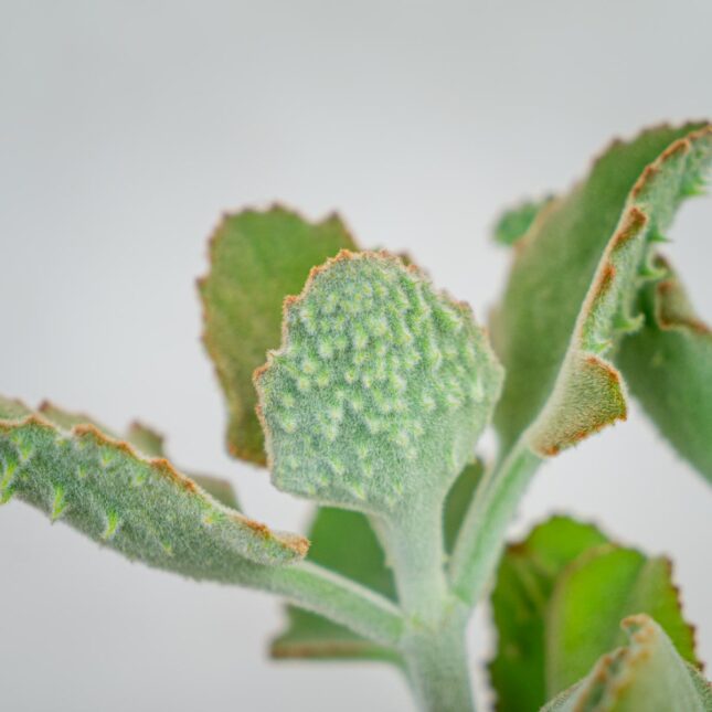 kalanchoe-beharensis-ucho-slonia kalanchoe-beharensis-ucho-slonia
