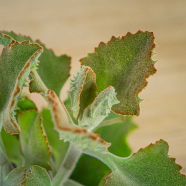 kalanchoe-beharensis-ucho-slonia kalanchoe-beharensis-ucho-slonia