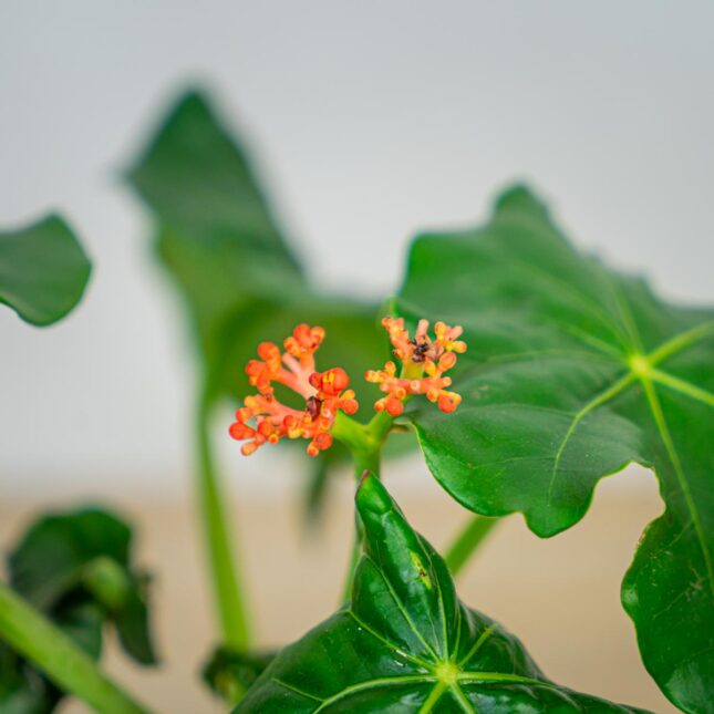 jatrof-jatropha-podagrica jatrof-jatropha-podagrica