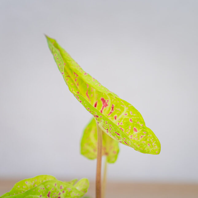 caladium-miss-muffet caladium-miss-muffet