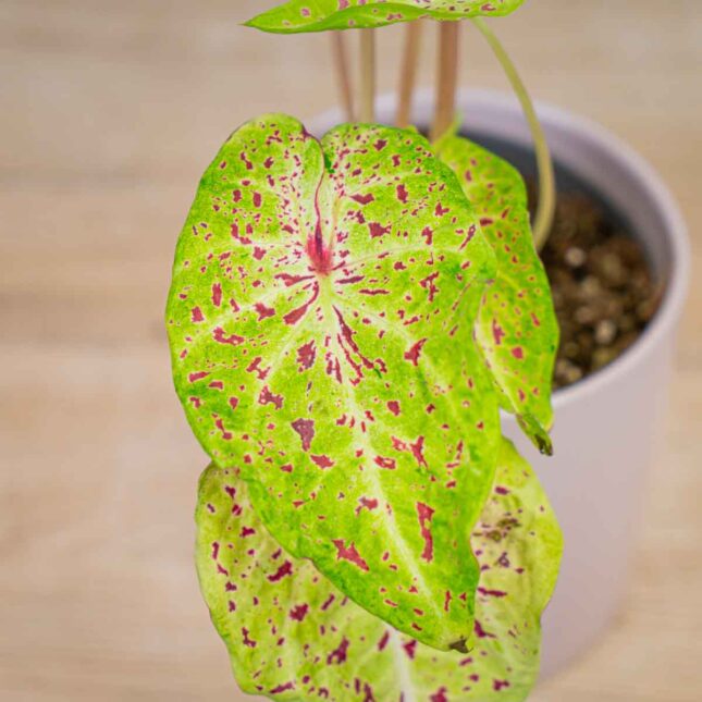 caladium-miss-muffet caladium-miss-muffet