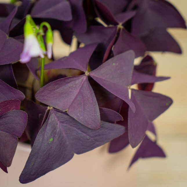 szczawik-mijke-oxalis-triangularis szczawik-mijke-oxalis-triangularis