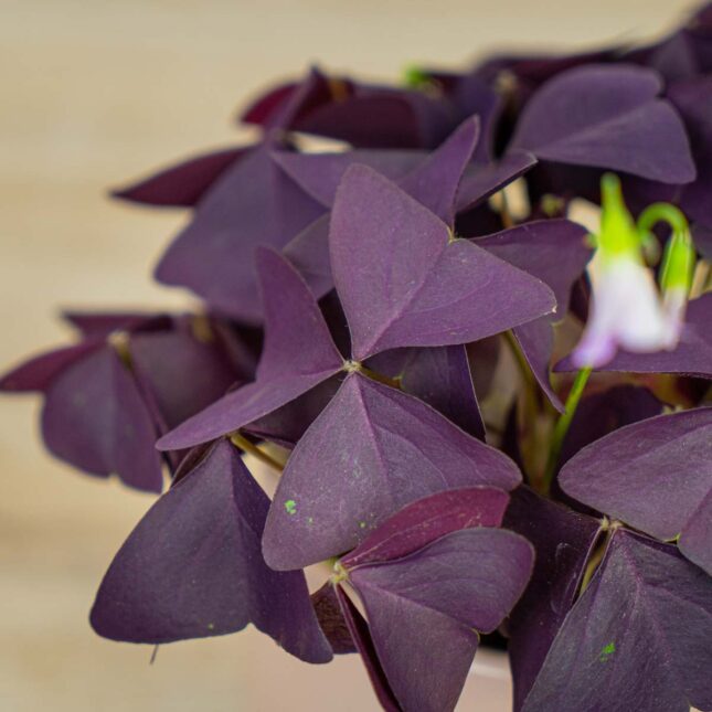 szczawik-mijke-oxalis-triangularis szczawik-mijke-oxalis-triangularis