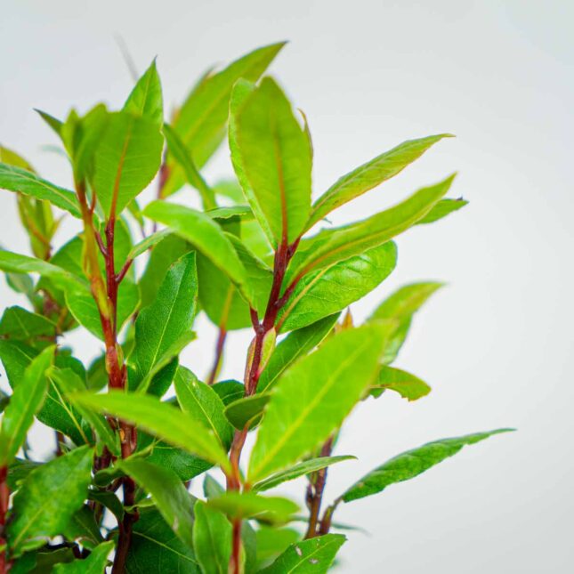 drzewko-laurowe-laur-szlachetny-laurus-nobilis drzewko-laurowe-laur-szlachetny-laurus-nobilis