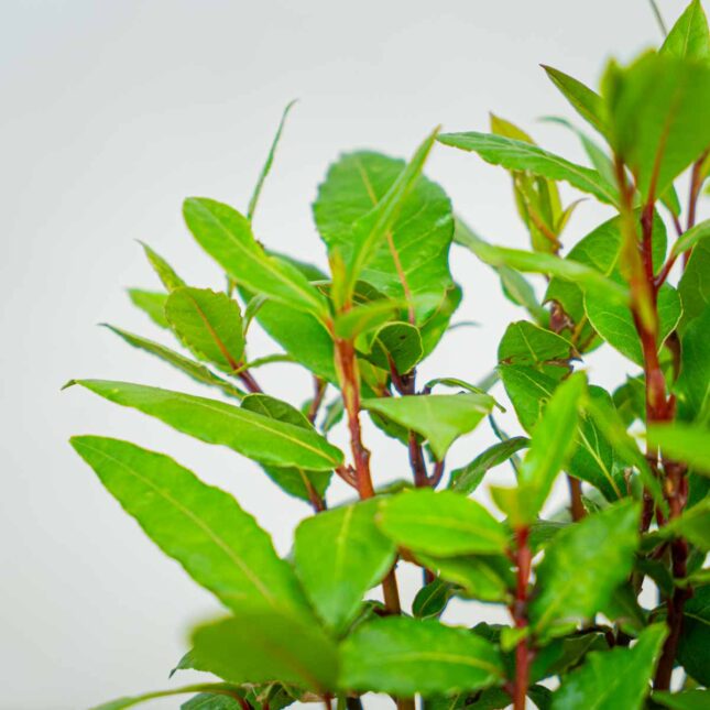 drzewko-laurowe-laur-szlachetny-laurus-nobilis drzewko-laurowe-laur-szlachetny-laurus-nobilis