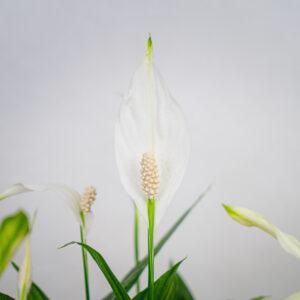 skrzydlokwiat-silver-cupido-spathiphyllum