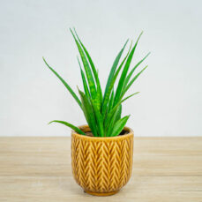 Sansevieria-kirkii-friends