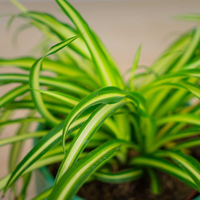 Mała Szklarnia zielistka-atlantic