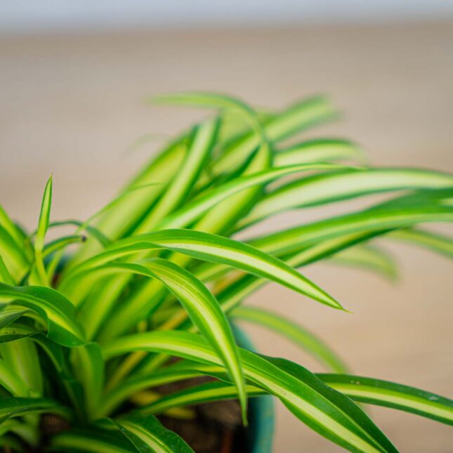 Mała Szklarnia zielistka-atlantic