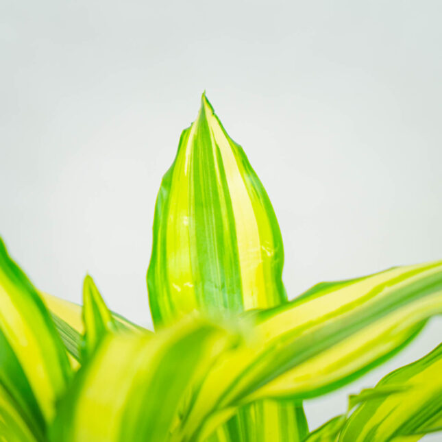 dracena-fragrans-yellow-coast-dracaena dracena-fragrans-yellow-coast-dracaena