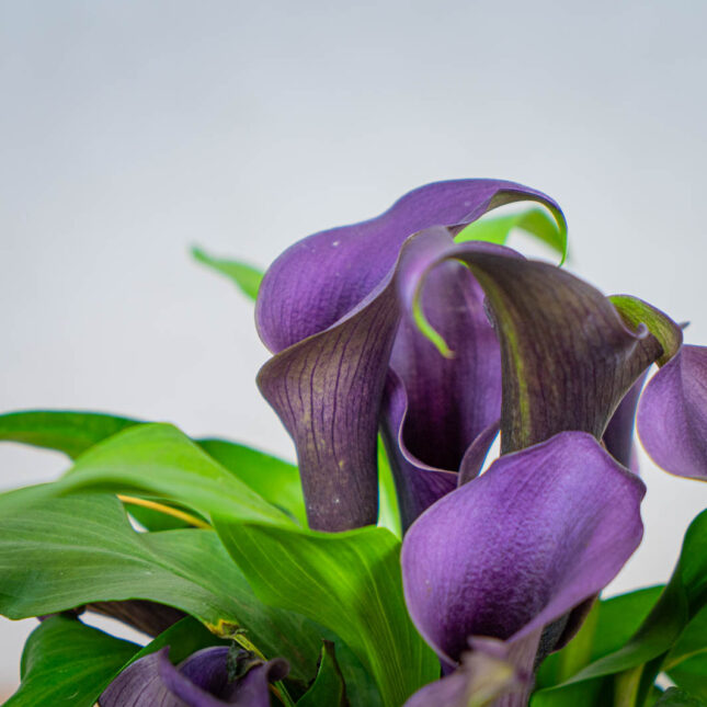 Mała Szklarnia zantedeschia-lovely-purple-kalla
