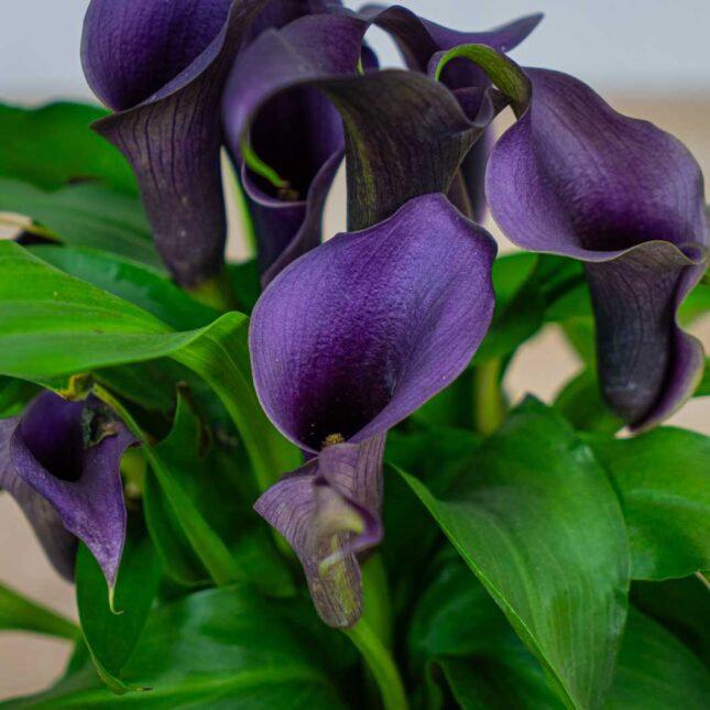 Mała Szklarnia zantedeschia-lovely-purple-kalla