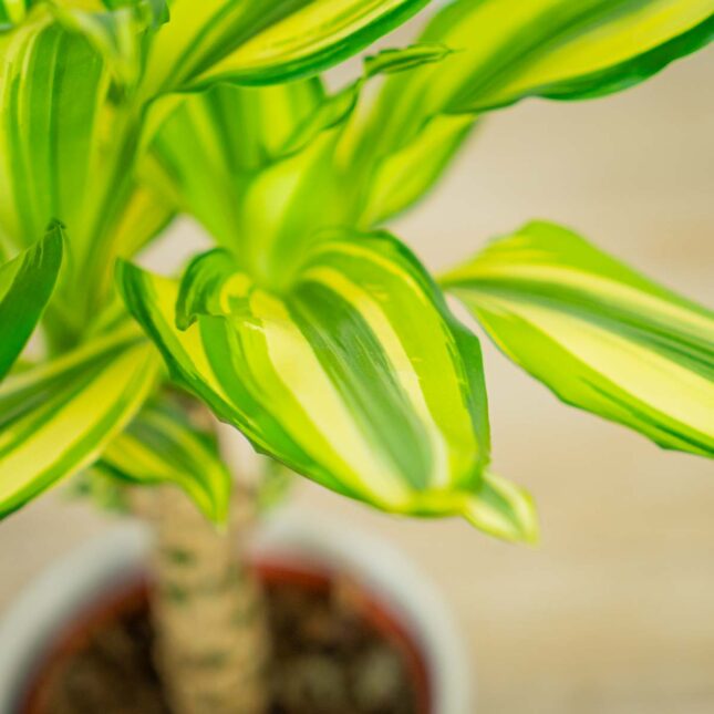 dracena-fragrans-yellow-coast-dracaena dracena-fragrans-yellow-coast-dracaena