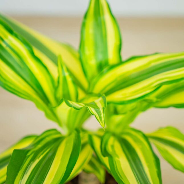 dracena-fragrans-yellow-coast-dracaena dracena-fragrans-yellow-coast-dracaena