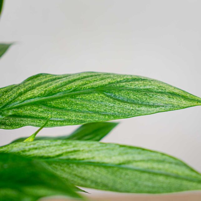 skrzydlokwiat-silver-cupido-spathiphyllum skrzydlokwiat-silver-cupido-spathiphyllum