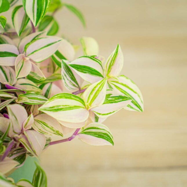 trzykrotka-tradescantia-fluminensis-tricolor trzykrotka-tradescantia-fluminensis-tricolor