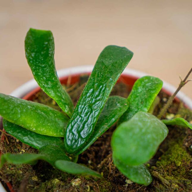 Hoya-rotundiflora Hoya-rotundiflora