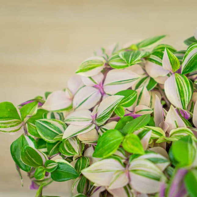 trzykrotka-tradescantia-fluminensis-tricolor trzykrotka-tradescantia-fluminensis-tricolor