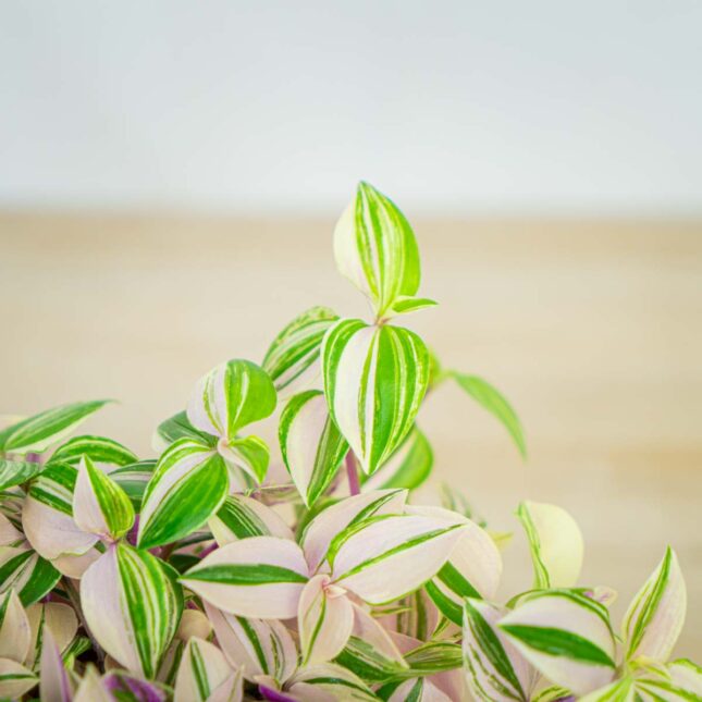 trzykrotka-tradescantia-fluminensis-tricolor trzykrotka-tradescantia-fluminensis-tricolor