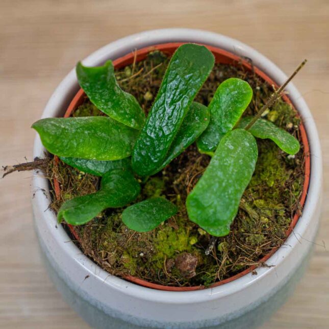 Hoya-rotundiflora
