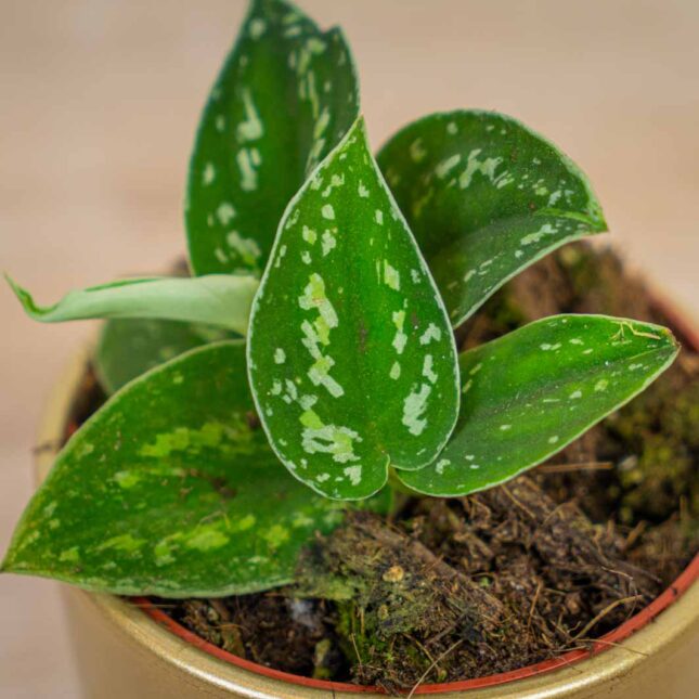 scindapsus-tricolor scindapsus-tricolor