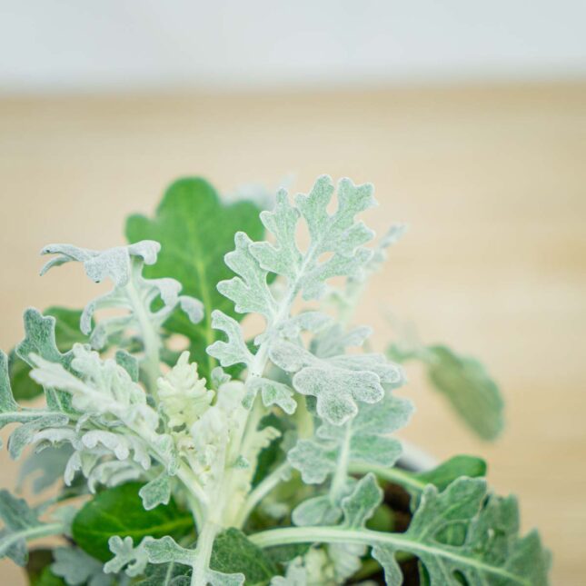 Starzec-popielny-jacobaea-maritima Starzec-popielny-jacobaea-maritima