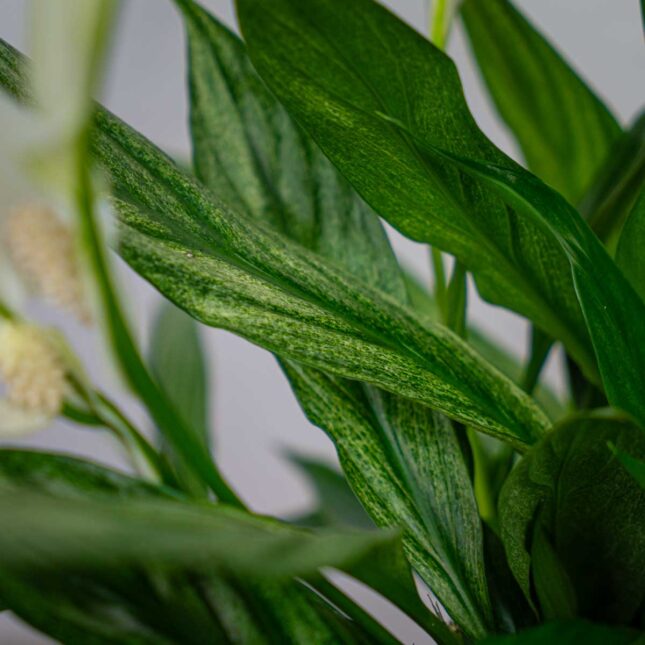 skrzydlokwiat-silver-cupido-spathiphyllum skrzydlokwiat-silver-cupido-spathiphyllum