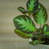 Episcia-silver-shield-baby