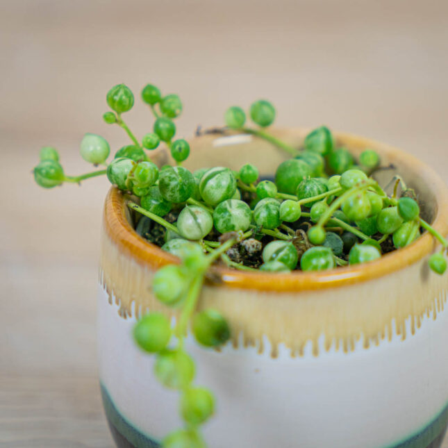 Mała Szklarnia senecio-rowleyanus-variegata
