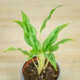 aglaonema-setthirmai