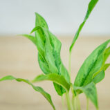 aglaonema-setthirmai