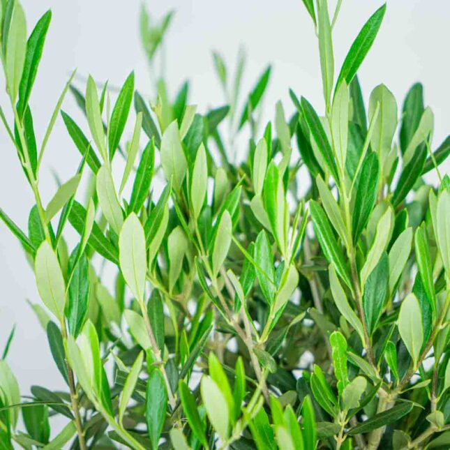 drzewko-oliwne-gigant-olea-europaea drzewko-oliwne-gigant-olea-europaea