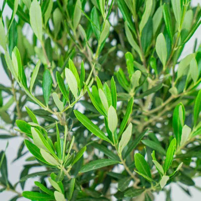 drzewko-oliwne-gigant-olea-europaea drzewko-oliwne-gigant-olea-europaea