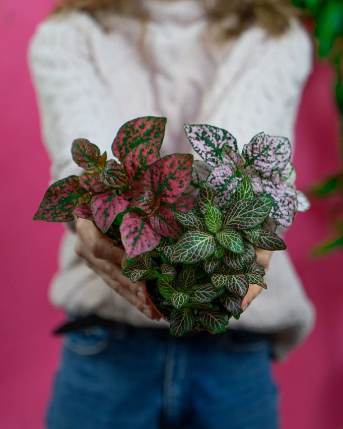 Osoba trzymająca trzy małe rośliny o niedużych, pstrokatych liściach w odcieniach czerwieni, różu i zieleni.