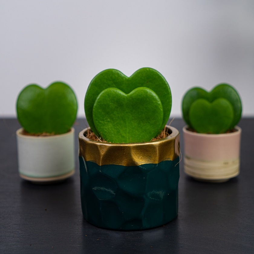 Zielone, małe rośliny z liściem w kształcie serca umieszczone w ozdobnych osłonkach.