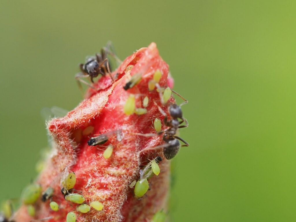 Wiele zielonych mszyc w towarzystwie mrówek na młodym pędzie kwiatowym.
