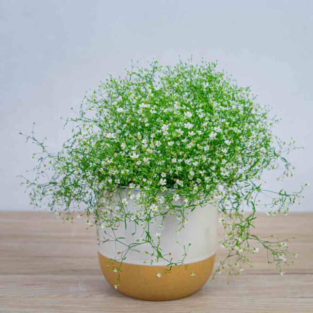 gipsowka-polna-gypsophila-muralis gipsowka-polna-gypsophila-muralis