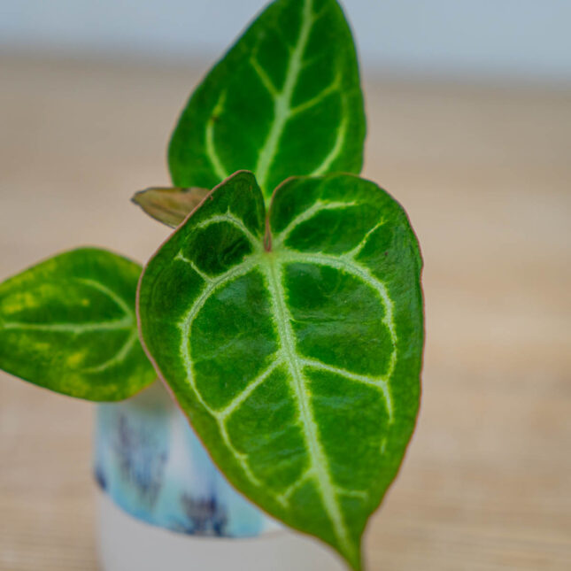 Anthurium-crystallinum-x-baby Anthurium-crystallinum-x-baby