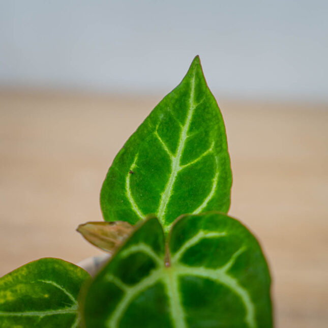 Anthurium-crystallinum-x-baby Anthurium-crystallinum-x-baby