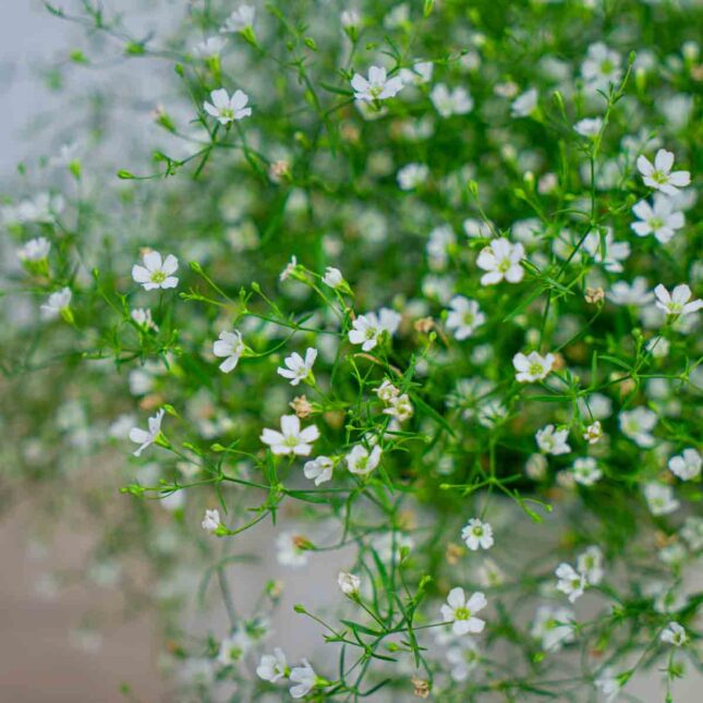 gipsowka-polna-gypsophila-muralis gipsowka-polna-gypsophila-muralis