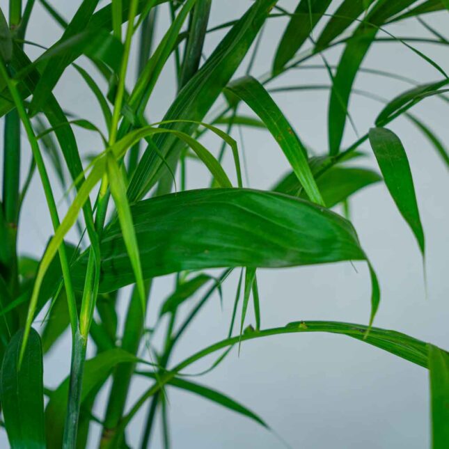 palma-bambusowa-chamedora-seifrizii palma-bambusowa-chamedora-seifrizii